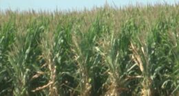 Illinois Extension offering support, education for caregivers of farmers with dementia