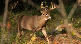 Illinois State Police warning drivers to watch out for deer