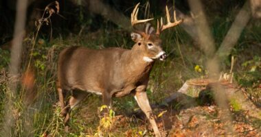 Illinois State Police warning drivers to watch out for deer
