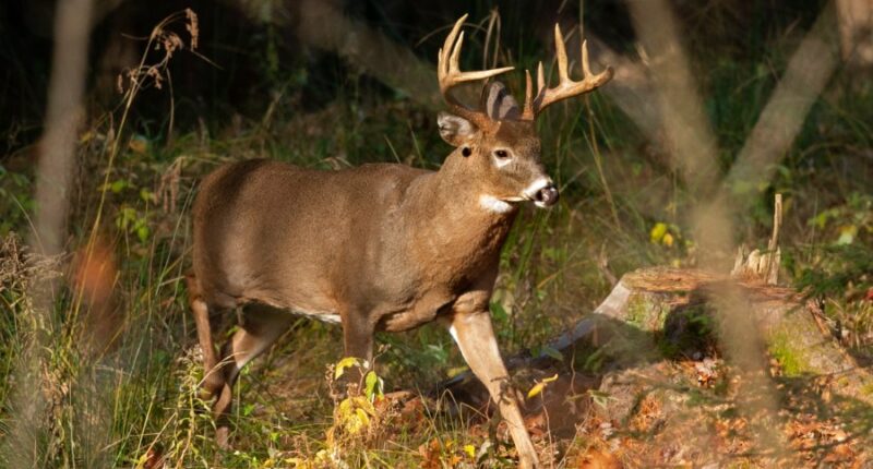 Illinois State Police warning drivers to watch out for deer