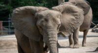 Influencer brags how he 'almost became elephant food'