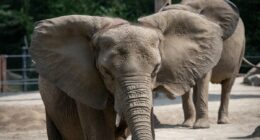 Influencer brags how he 'almost became elephant food'