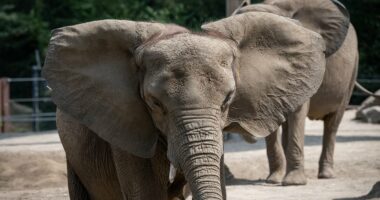 Influencer brags how he 'almost became elephant food'