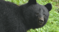 A Japanese governor will request the defence ministry to cull bears in his region after an increasing number of fatal and non-fatal attacks this year.
