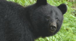A Japanese governor will request the defence ministry to cull bears in his region after an increasing number of fatal and non-fatal attacks this year.