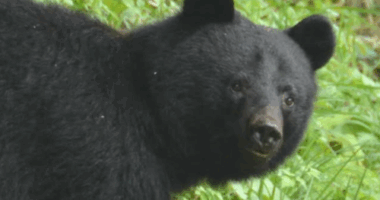 A Japanese governor will request the defence ministry to cull bears in his region after an increasing number of fatal and non-fatal attacks this year.