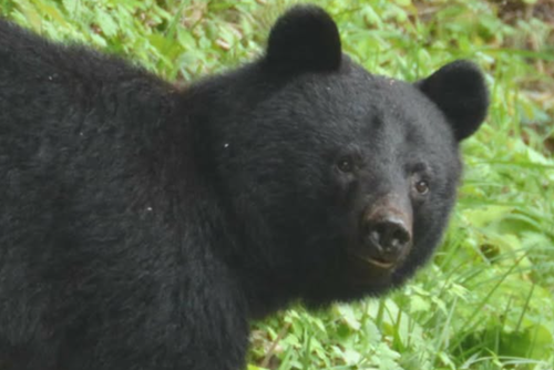 A Japanese governor will request the defence ministry to cull bears in his region after an increasing number of fatal and non-fatal attacks this year.