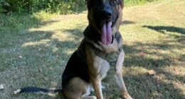 K9 helps find two missing children in Indiana