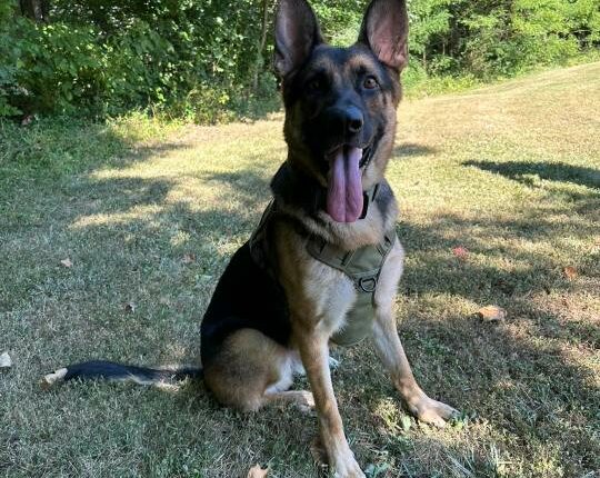 K9 helps find two missing children in Indiana