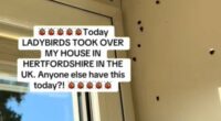 LADYBIRD swarm hits UK: Brits say houses are 'crawling' with beetles