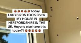 LADYBIRD swarm hits UK: Brits say houses are 'crawling' with beetles