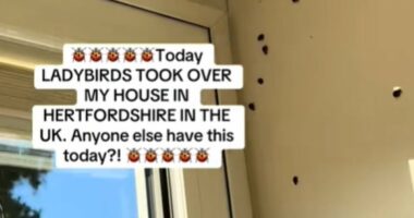 LADYBIRD swarm hits UK: Brits say houses are 'crawling' with beetles