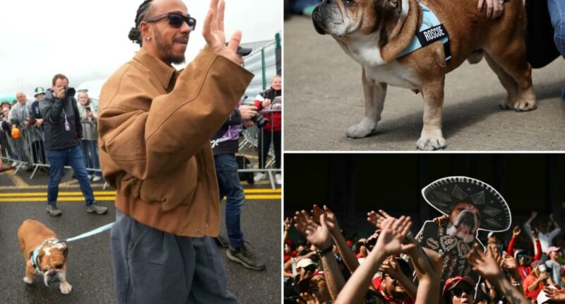 Lewis Hamilton mourns beloved dog ahead of Mexico's Day of the Dead