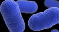 Listeria outbreak linked to prepared pasta meals results in 4 deaths