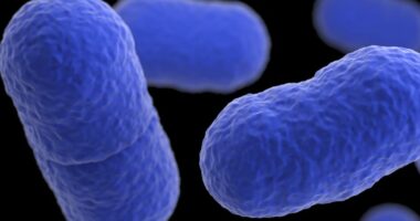 Listeria outbreak linked to prepared pasta meals results in 4 deaths