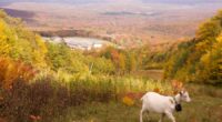 Livestock landscaping: Vermont ski areas employ goats and sheep to clear the slopes