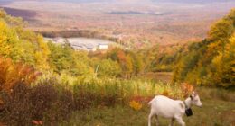 Livestock landscaping: Vermont ski areas employ goats and sheep to clear the slopes