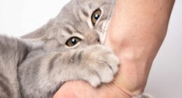 Man issues health warning after cat bite results in six surgeries in nine days