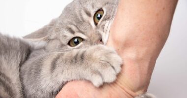 Man issues health warning after cat bite results in six surgeries in nine days