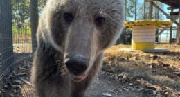 Meet Luna: the new brown bear calling Arcola home
