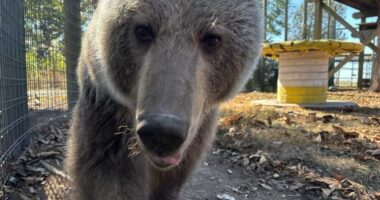Meet Luna: the new brown bear calling Arcola home