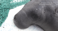 Migrating manatees look to Hilton Head waters for temporary home