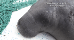 Migrating manatees look to Hilton Head waters for temporary home