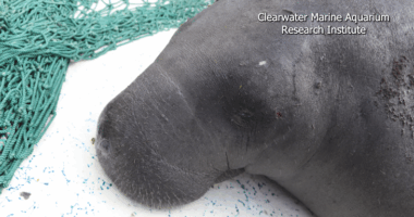Migrating manatees look to Hilton Head waters for temporary home