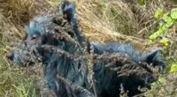 Mystery as blue dogs are spotted at site of Chernobyl nuclear disaster
