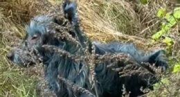 Mystery as blue dogs are spotted at site of Chernobyl nuclear disaster