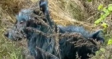 Mystery as blue dogs are spotted at site of Chernobyl nuclear disaster