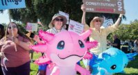 'No Kings' protests largely comprised of people from one demographic: experts