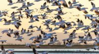 Ominous warning for humanity as birds adopt 'unsettling' behavior