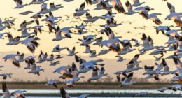 Ominous warning for humanity as birds adopt 'unsettling' behavior