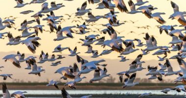 Ominous warning for humanity as birds adopt 'unsettling' behavior