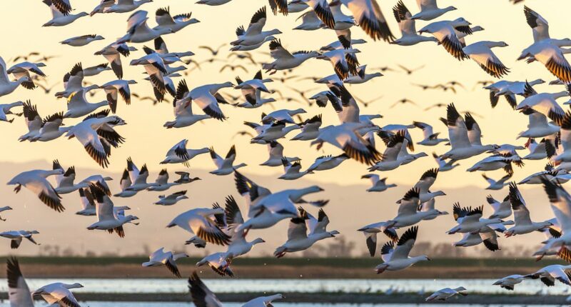 Ominous warning for humanity as birds adopt 'unsettling' behavior
