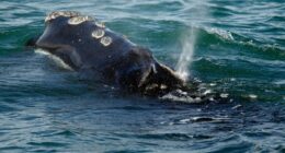 One of the world's rarest whales that makes the Atlantic its home grows in population