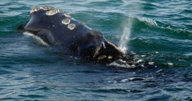 One of the world's rarest whales that makes the Atlantic its home grows in population