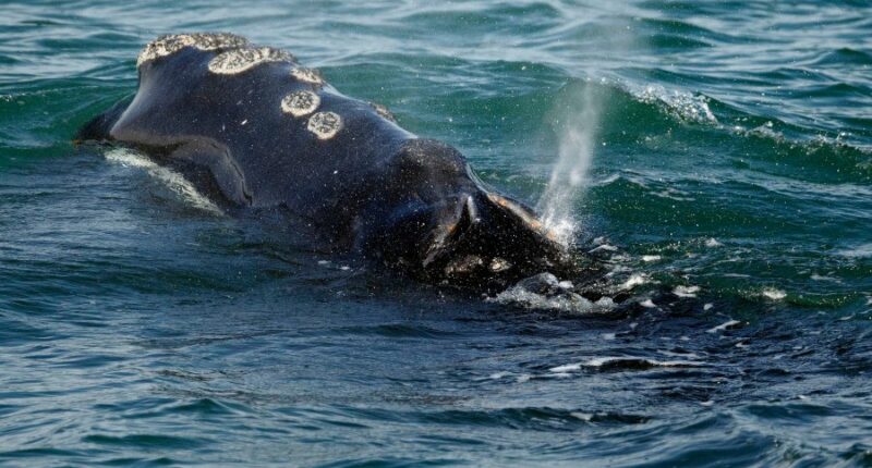 One of the world's rarest whales that makes the Atlantic its home grows in population