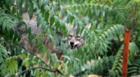 Oregon child attacked by coyote during game of hide-and-seek in backyard; state officials sound alarm