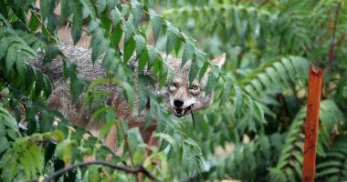 Oregon child attacked by coyote during game of hide-and-seek in backyard; state officials sound alarm