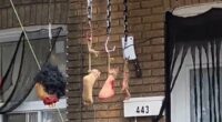 Palestinian refugee attacks 'white people' for erecting Halloween decorations months after her family arrived in Canada from Gaza