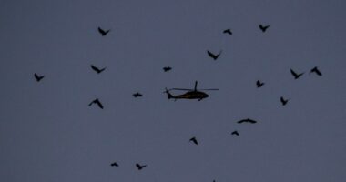 Portland activists told to point lasers at federal helicopter