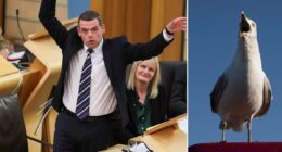 Quango bosses blasted over 'ludicrous' gull summit