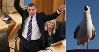 Quango bosses blasted over 'ludicrous' gull summit