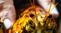 Rare ‘spooky’ lobster donated to marine biologists