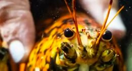 Rare ‘spooky’ lobster donated to marine biologists