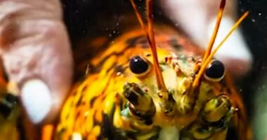 Rare ‘spooky’ lobster donated to marine biologists