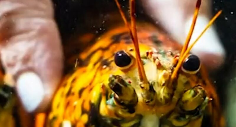 Rare ‘spooky’ lobster donated to marine biologists