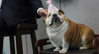 Ritzy dinners and a dog's birthday party: Shutdown life's pretty normal for Congress and Trump